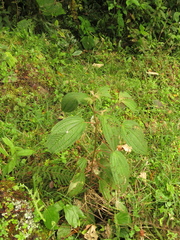 Miconia subseriata