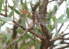Austroaeschna unicornis