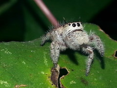 Phidippus pacosauritus