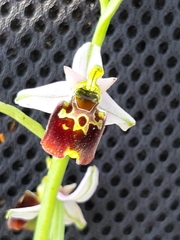 Ophrys fuciflora