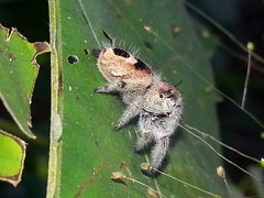 Phidippus pacosauritus