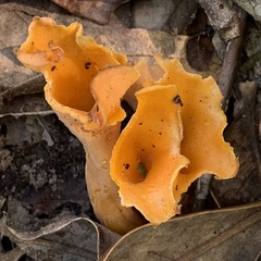 Craterellus odoratus