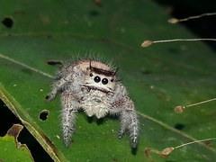 Phidippus pacosauritus