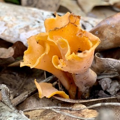 Craterellus odoratus