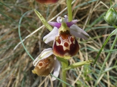 Ophrys fuciflora