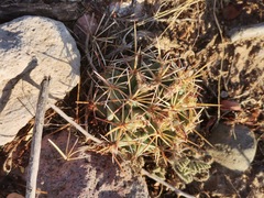 Coryphantha robustispina scheeri