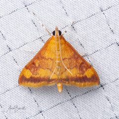 Pyrausta onythesalis
