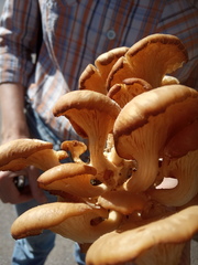 Pleurotus cornucopiae