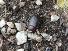 Aplidia transversa transversa