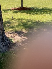 Turdus migratorius