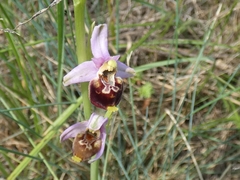 Ophrys fuciflora