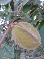 Adenocalymma calcareum