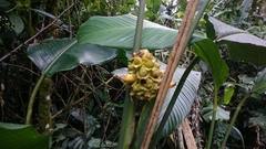 Goeppertia macrosepala