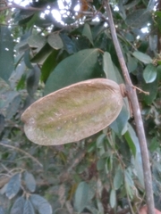 Adenocalymma calcareum