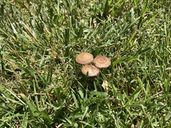 Fungi