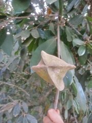 Adenocalymma calcareum