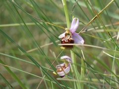 Ophrys fuciflora