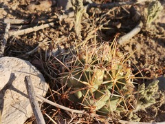 Coryphantha robustispina scheeri
