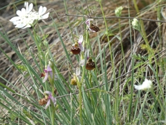 Ophrys fuciflora