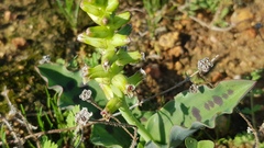 Lachenalia undulata
