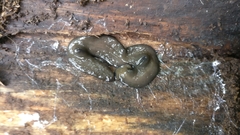 Bipalium univittatum