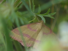 Rhodostrophia calabra