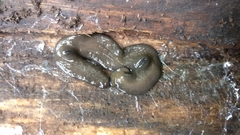 Bipalium univittatum