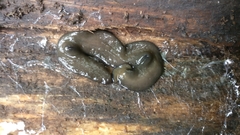 Bipalium univittatum