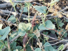Aristolochia wrightii
