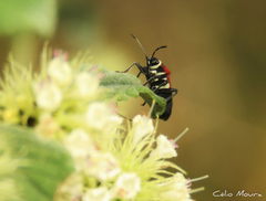 Craspeduchus matudai