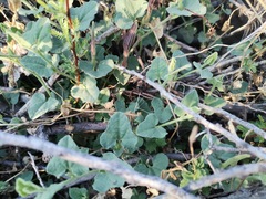 Aristolochia wrightii