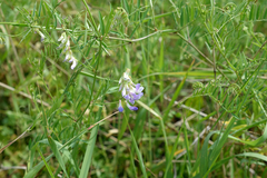 Vicia biennis