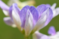Vicia biennis
