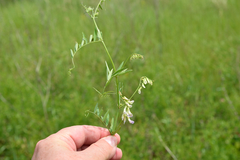 Vicia biennis