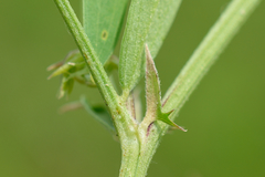 Vicia biennis