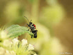 Craspeduchus matudai