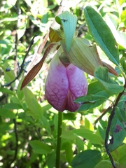 Cypripedium acaule image