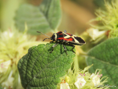 Craspeduchus matudai