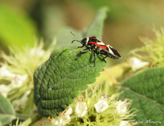 Craspeduchus matudai