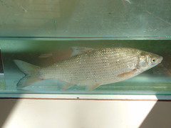Chondrostoma soetta