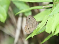 Neonympha mitchellii