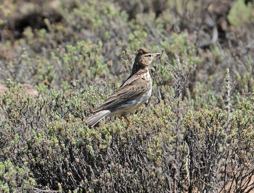 Galerida magnirostris
