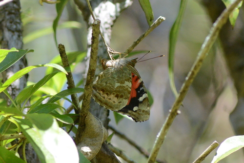 Kamehameha Butterfly photo 3