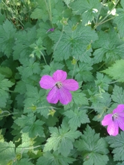 Geranium × oxonianum