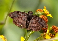 Ebrietas anacreon