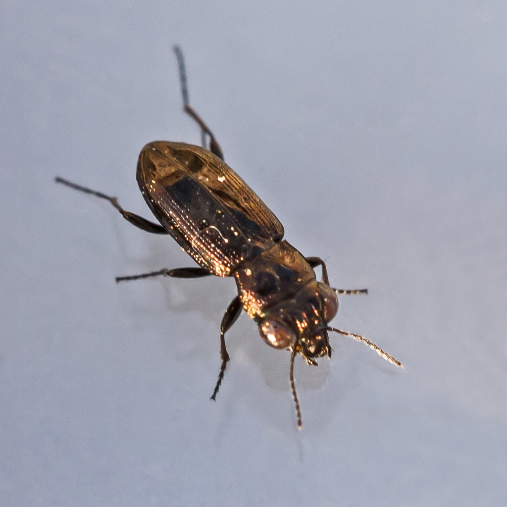 Notiophilus novemstriatus