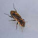 Notiophilus novemstriatus - Photo (c) Bill Keim，保留部份權利CC BY