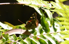 Vanessa tameamea
