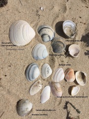 Laevicardium crassum