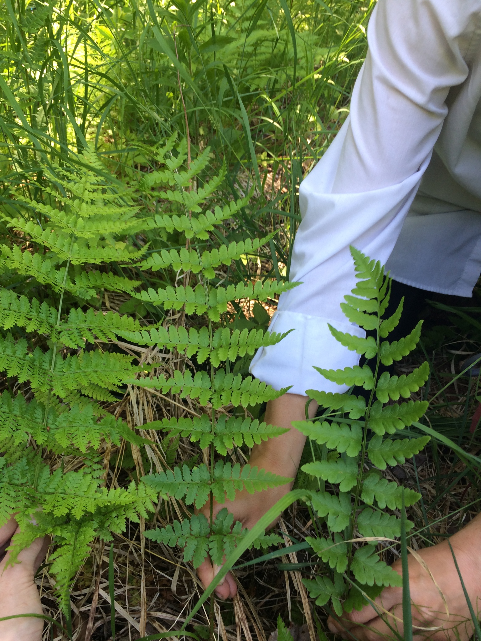 Dryopteris X boottii